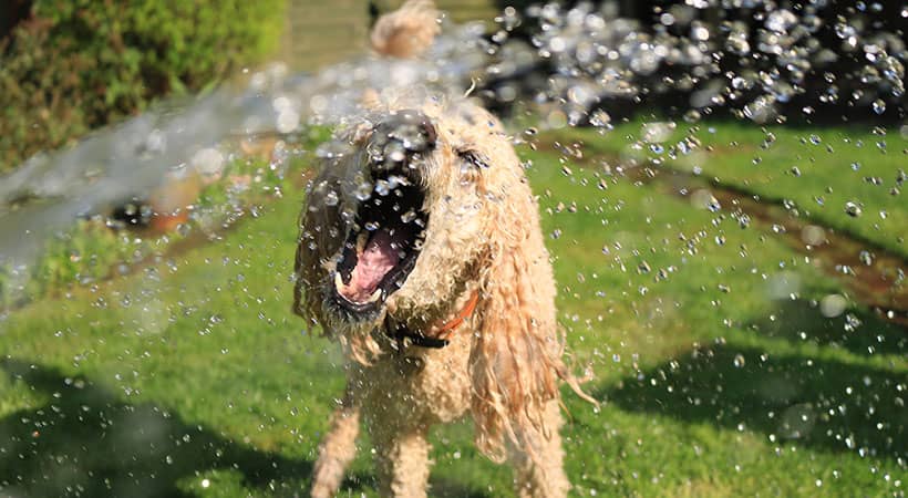 ¿Se puede evitar el golpe de calor canino?