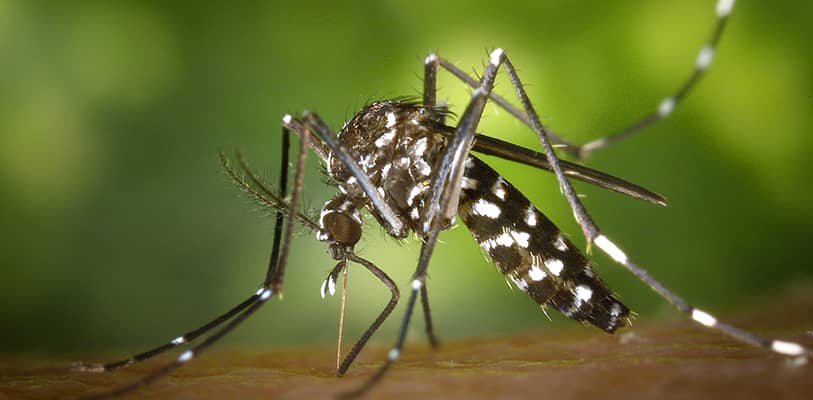 picadura mosquito tigre
