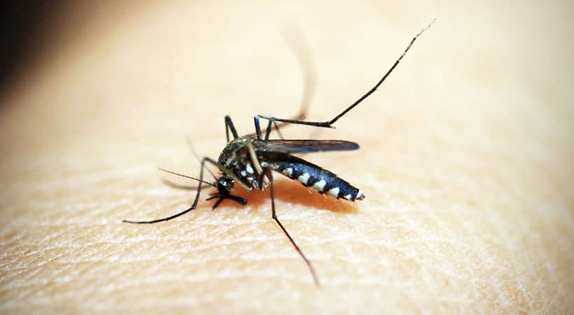 ¿Qué es un antimosquitos?